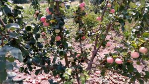 Вырастил яблоню из семечки