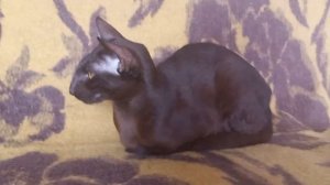 Горласты ли ориентальные кошки ?