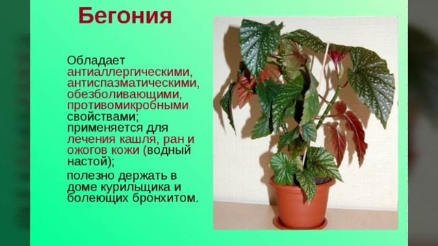 Бегония ядовита для кошек фото 25