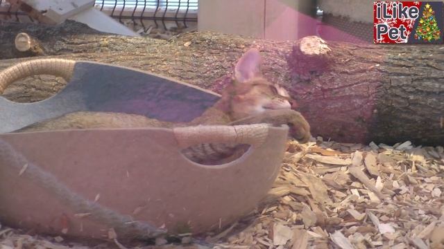 Что подарить кошке на Новый Год? смотреть онлайн