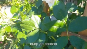 ТОП-12 ЛЮБИМЫЕ РОЗЫ сезон2022