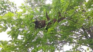 Выход роя из улья! Непокорный рой или неправильный улей?