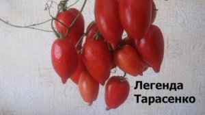 3 сорта помидоров с многоплодной кистью, на которой созревает до 100 плодов