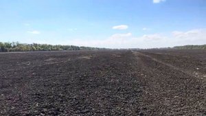 Пшеница 2024. Предшественник - озимая пшеница. К посеву готовы.