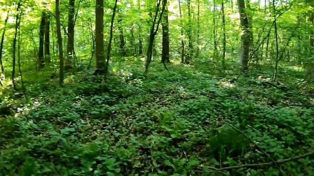 ТАКОГО поворота ГРИБНИКИ не ОЖИДАЛИ! Нашли ЦЕЛУЮ СЕМЕЙКУ, которую никто НЕ заметил! смотреть онлайн