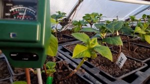 Влияние сульфата алюминия на уровень кислотности почвы.