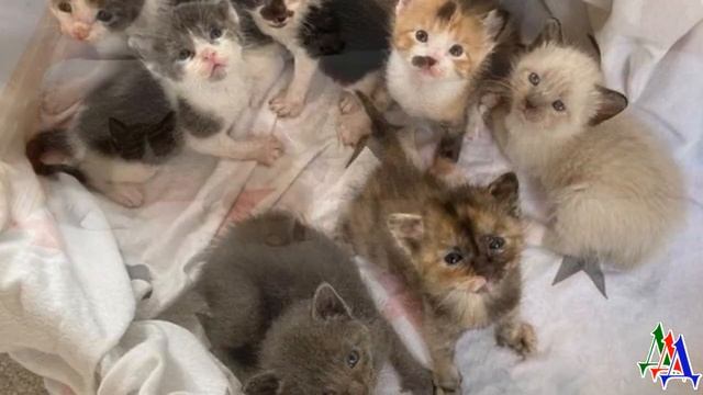 Беременная бездомная КОШКА с надеждой смотрела на прохожих- ей нужна была помощь смотреть онлайн