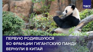 Первую родившуюся во Франции гигантскую панду вернули в Китай