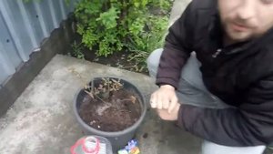 покраснели листья голубики