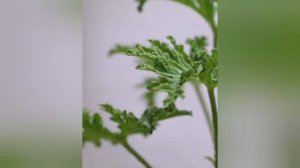 Пеларгония - обзор видов с кратким описанием