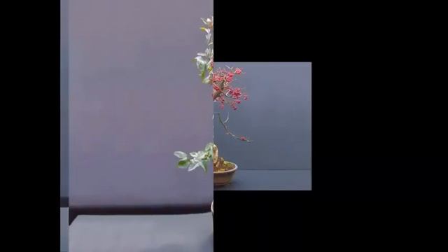 Cotoneaster Flowering Bonsai Tree смотреть онлайн