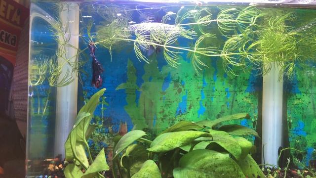 Все о разведении петушка в подробностях смотреть онлайн