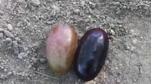 Виноград  Акелло  селекции Гусева С.Э. созревает  и удивляет 2019г.