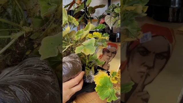 10 ПОСЫЛОК В ОДИН ДЕНЬ (1) ЧАСТЬ.СОРТОВЫЕ ПЕЛАРГОНИИ.............. смотреть онлайн