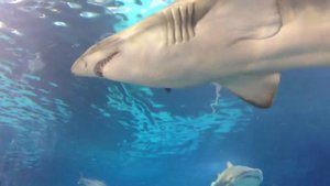 Заснял, как на меня плывёт большая акула!