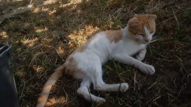 Челендж Кто больше соберет яблок🍎Кто выиграл???🌸