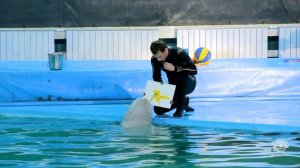 Белуха Капитолина. Санкт-Петербургский Дельфинарий на Крестовском