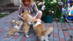 Щенки-конфетки. Вельш корги пемброк. Puppies welsh corgi.