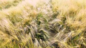 ЯЧМЕНЬ наливается, сорт БАЗАЛЬТ. и Безостый. обзор ячменя