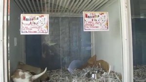 В ЗООМАГАЗИНЕ.