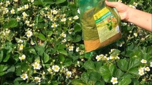 Срочная Подкормка для Клубники Во Время Цветения от Вредителей для Сохранения Обильного Урожая!