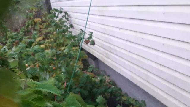 Золотая осень-малина.Отзыв питомника княженики морошки.Ягоды 2020 ноябрь. смотреть онлайн