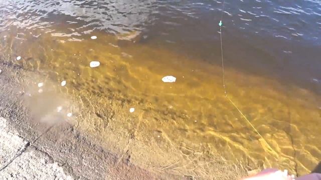 ЛОВЛЯ УКЛЕЙКИ И БЕЛОГО АМУРА НА ПОПЛАВОК!!! смотреть онлайн