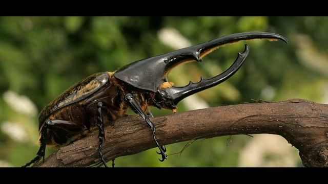 Лилия Гаврилова, воспитатель Школы № 2083. Удивительные факты о жуках смотреть онлайн