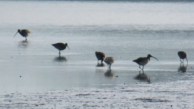 1192. Koliha velká, Eurasian Curlew, Großer Brachvogel, Wulp, Courlis cendré, Большой кроншнеп,Kuli смотреть онлайн