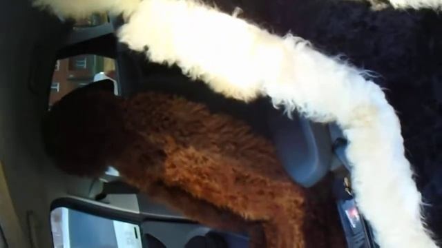 Меховая фабрика RomanoV Комбинированные накидки в авто из Длинноворсной Овчины смотреть онлайн