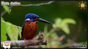 Unforgettable Animal Encounters: Sun Bear, Peacock, Ant