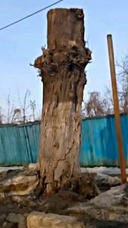 #Вот такая вот ОПИЛОВКА ДЕРЕВЬЕВ!🤣