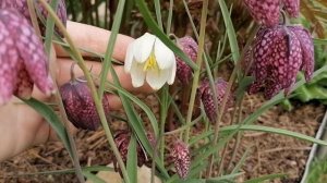 Фритиллария шахматная (Рябчик) в нашем саду 2023.