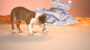 "Звёздные войны" по-собачьи