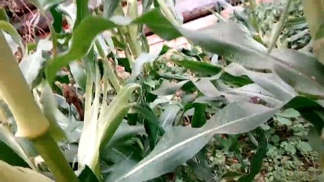 Снимаем урожай кукурузы Сахарный початок и Лакомка смотреть онлайн