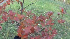 Красный дуб (red oak)