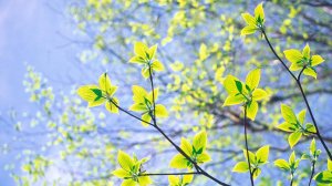 Ефрем Подгайц "Весна" 1 часть Концерта для домры с оркестром "Времена года в Москве"