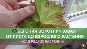 Бегония маниката криспа (кудрявая) - рост по дням