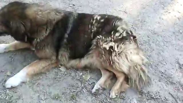 Испугалась до смерти. Черные котята