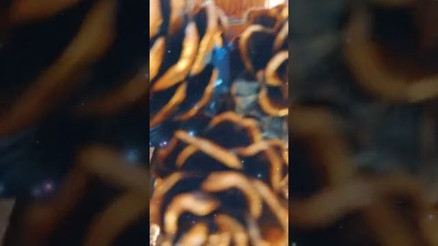 кормушка для птиц своими руками Кормушка вшколу тикток эдит алайтмоушен эдисонтоп эдисон