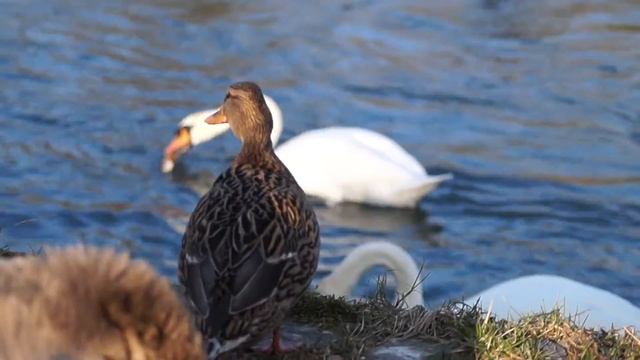 sony slt a58 смотреть онлайн