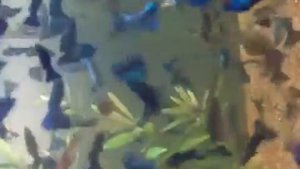 Гуппи Московская синяя