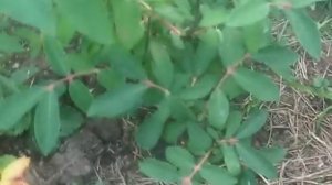 Первый урожай жимолости съедобной АМФОРА на Сумщине