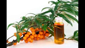 Облепиха польза и вред, показания и противопоказания облепихи. Лечение облепихой