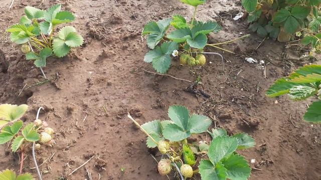 земляника на 2 год (сорт Руяна ,барон Солемахер и др.) смотреть онлайн