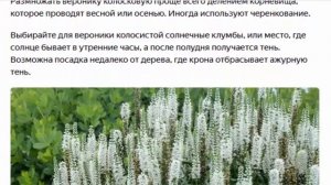 Вероника колосковая. Красивые растения для дома и сада.