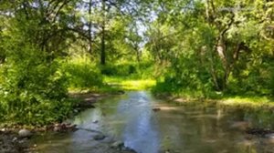 Звуки природы, пение птиц, Звуки Леса, для релаксации, сна, Медитации, Relax 8 часов