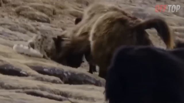 Животные Спасают Людей это нужно видеть!!! Часть 1 смотреть онлайн