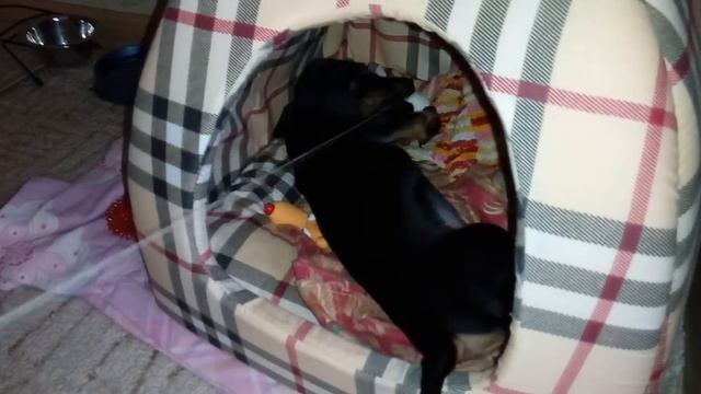 Карликовая такса играет с клубком. Dwarf Dachshund plays смотреть онлайн