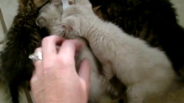 avies kittens oct 23,2009 смотреть онлайн